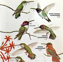 Hummingbird 4 Different Types 1966 Color Bird Art Print North America ADBN1o - £15.97 GBP