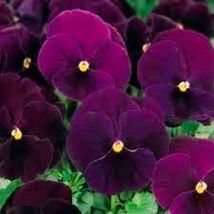 AF - 50 Seeds Pansy- Bergwacht - $7.99