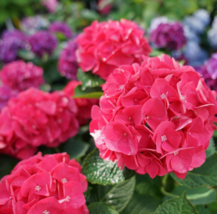 1 Pc 4&quot; Pot Dark Pink Hydrangea Flowers, Bigleaf Hydrangea Live Plant | RK - £54.21 GBP