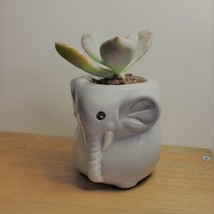 Elephant Pot with Succulent, Live Plant in Grey Ceramic Planter 2" image 4