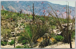 Vintage Postcard Graceful Ocotillo Cactus Springtime Desert Scene Southwest USA - £11.30 GBP