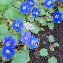 1000 Seeds Bluebell California Blue Bell Flower New Fast Shipping - $5.58