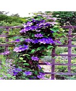 20 Blue Clematis Macropetala Seeds – Hardy Climbing Vine Flowers - $18.99