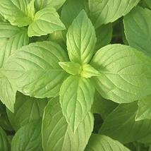 Lemon Basil Seed - 200 Count Seed Pack - Non-GMO - A Unique herb with The The Es - £4.70 GBP