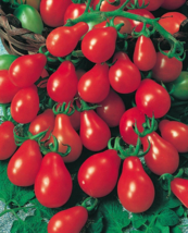  20 Organic Seeds Tomato Red Pear X-Large Non Gmo Heirloom - £7.76 GBP