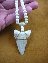 (sr251-5) 2-1/4&quot; Fossil AURICULATUS SHARK TOOTH aceh bovine cow bone necklace - £94.13 GBP