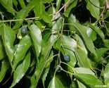 Sugarberry Tree Celtis Laevigata 1St Year Fruit  10 Seeds - $8.99