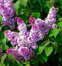 Common Purple Lilac Shrubs - 1 Dormant Shrub - Provides Fantastic Spring Color E - £28.18 GBP