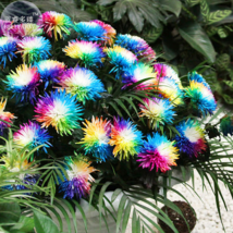 Cute Rainbow Chrysanthemum Livingstone China Aster 100 Seeds - £9.33 GBP