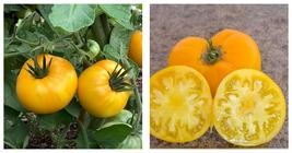 100 Seeds Azoychka Yellow Tomato Vegetable Garden Planting - $25.99