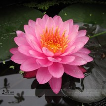 1 Professional Pack, 1 seed / pack, Pink Nelumbo Nucifera Lotus Flowers Pond Pla - £2.44 GBP