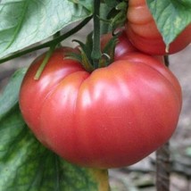 100 German Johnson Tomato Seeds Nongmo Heirloom  From US  - £6.59 GBP