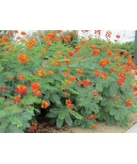12 Mexican Red Bird Of Paradise Seeds Flower Shrub - $16.42 CAD