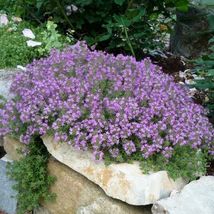 500 Fresh Seeds Creeping Thyme Wild - £8.85 GBP