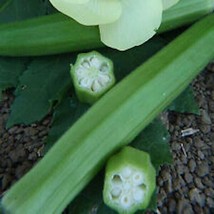 100+ Clemson Spineless 80 Okra Seeds | Heirloom Vegetable Gardening |Đậu Bắp2023 - £2.35 GBP