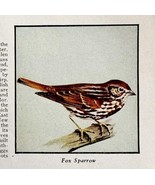 Fox Sparrow Bird Print 1931 Blue Book Birds Of America Animals Art PCBG21B - $371.27 MXN