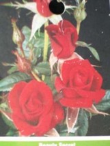 Beauty Secret Med Red Miniature Rose 2 Gal. Live Plants Bush Plant Healthy Roses - £45.82 GBP