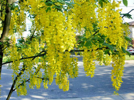 GOLDEN CHAIN TREE 50 SEEDS, FAST GROWING, HARDY TREE. LABURNUM ANAGYROIDES - $114.81 MXN