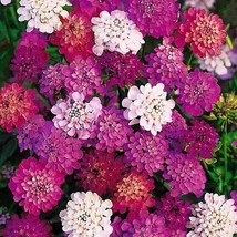 Best Candytuft DWARF FAIRY MIX Groundcover Heirloom Pollinators 500 Seeds - £3.76 GBP