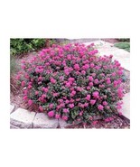 Pocomoke Crepe Myrtle Plant US Fast Shipping - $929.53 MXN