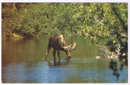 Newfoundland &amp; Labrador Postcard Moose Have A Cool Drink - £1.70 GBP