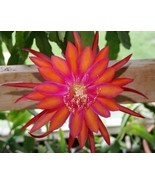 Cactus Orchid Epiphyllum Coral Dancer 2.5&quot; Tall Pot Rooted Starter - £12.45 GBP