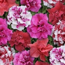 50 Pelleted Seeds Double Cascade Sweet Tart Mix Petunia Seeds Gardening USA SHIP - $14.95