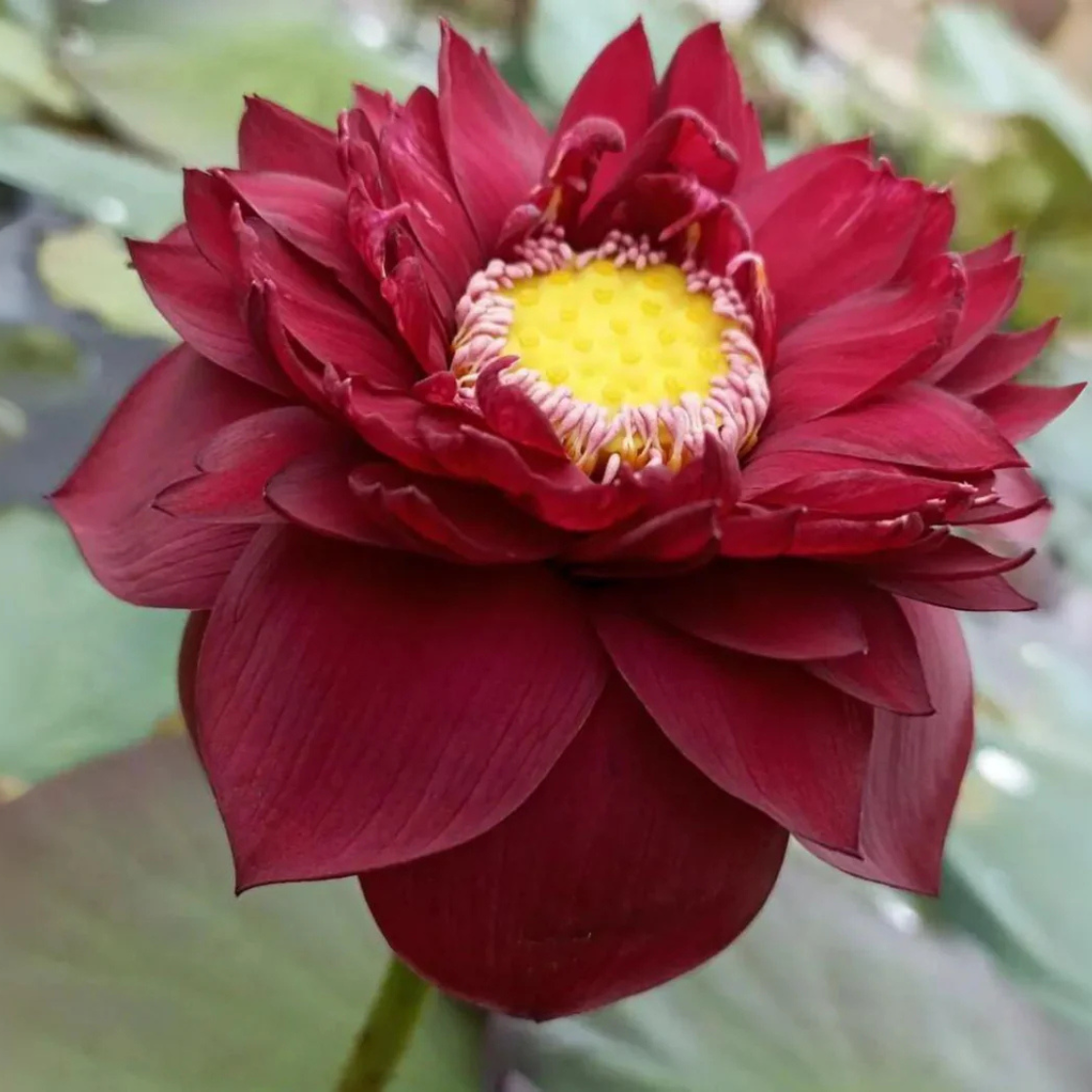 Heirloom Middle Red Nelumbo Nucifera Lotus Flower - 1 Seeds - $5.63