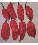 Rare Superhot Pepper Seeds – Including Trinidad Scorpion CARDI &amp; 7 Pot D... - $12.95