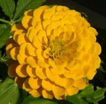 Semilir 245 Seeds Yellow Canary Bird Zinnia Elegans Flower Fast Grow From US - £7.24 GBP