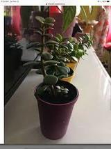 6 jade plants live succulent - $16.00