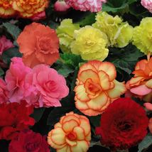 20 Gorgeous Begonia Mix Seeds Annual Flower Indoor House Plant  - £14.23 GBP