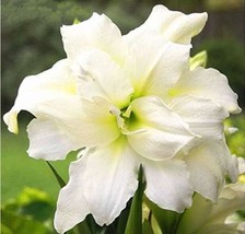 True Hippeastrum Bulbs Double White Flowers Garden USA Seller - $20.00