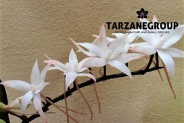 AERANGIS BILOBA SMALL ORCHID MOUNTED - $33.00