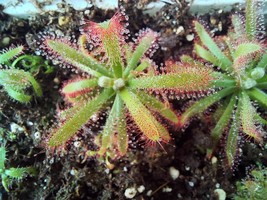 Rare: Drosera graomogolensis, Carnivorous plant, Sundew - £12.67 GBP