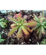 Rare: Drosera graomogolensis, Carnivorous plant, Sundew - £12.58 GBP