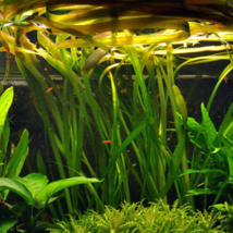 Aquarium Plant Background Decorations Rare Vallisneria Rubra Pot Freshwa... - £19.92 GBP