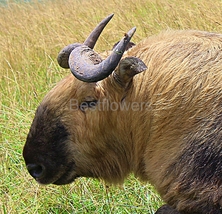 Sichuan Takin - 8x10 Framed Photograph - $25.00