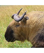Sichuan Takin - 8" x 10" Mounted Photograph - $30.00