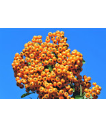 JGBOS Sell 100 Seaberry Sea Buckthorn Elaeagnus Hippophae Rhamnoides Ber... - $9.00