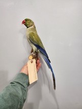 J150 Rose Ringed Parakeet Parrot Bird Mount Taxidermy Indian Kramer - £331.40 GBP