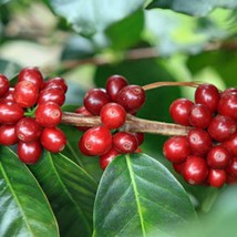 Coffea Arabica Lempira 10 Seeds Usa Fast Shipping - $19.20