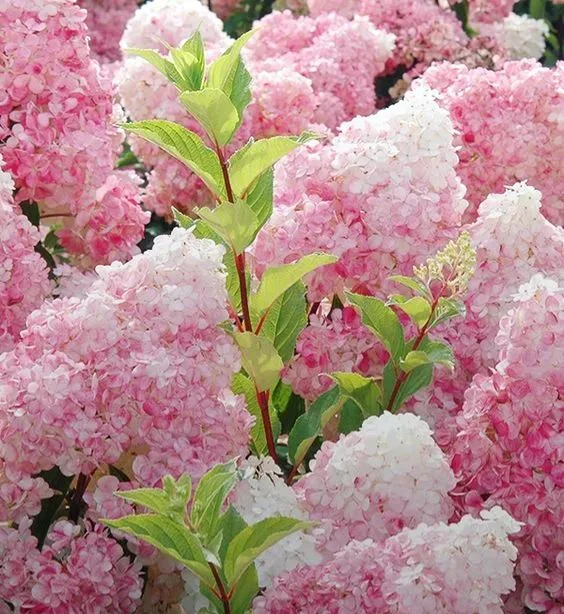 Vanilla Strawberry Hydrangea SEEDS - £22.02 GBP