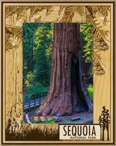Sequoia National Park with Tree&#39;s Laser Engraved Picture Fra Portrait (8... - £41.67 GBP
