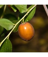 Jujube Sugar Can Tree 1 To 2 Feet Tall Grafted Tree Ship In 6 Pot New Fr... - $2,593.98 MXN