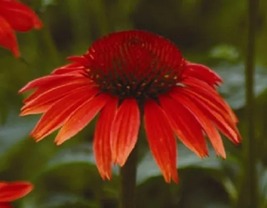 25 Red Ruby Echinacea Cone-Flower Long Lasting Perennial Flower Seeds - £14.11 GBP