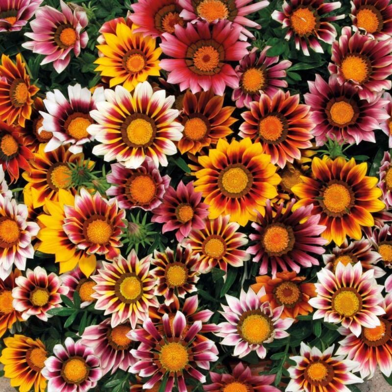 SKMO Gazania Splendens Mix 25 SKMO Flower Seeds -  - $1.93