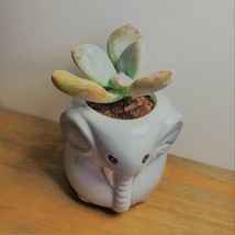 Elephant Pot with Succulent, Live Plant in Grey Ceramic Planter 2" image 2