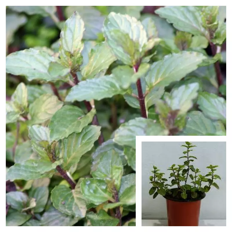Peppermint black Mint Menta Ennials Herbdbal Culinary Tea 4.5&quot; Live Plant - $16.99