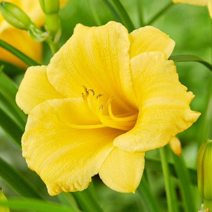 SRN Daylily Stella De Oro 3 Plant Roots Garden - Seeds & Bulbs
